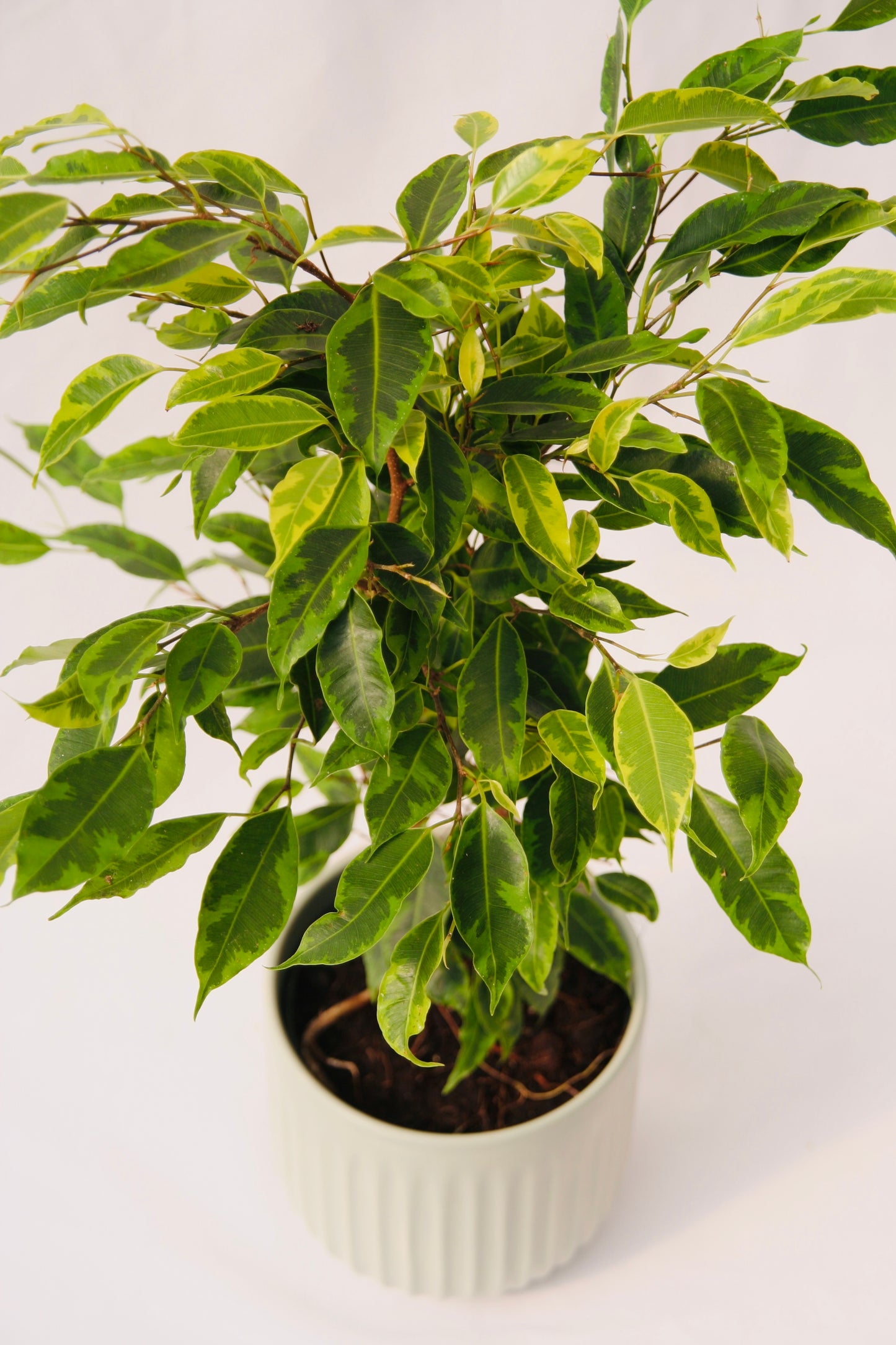 Cling-On® Anastasia Weeping Fig