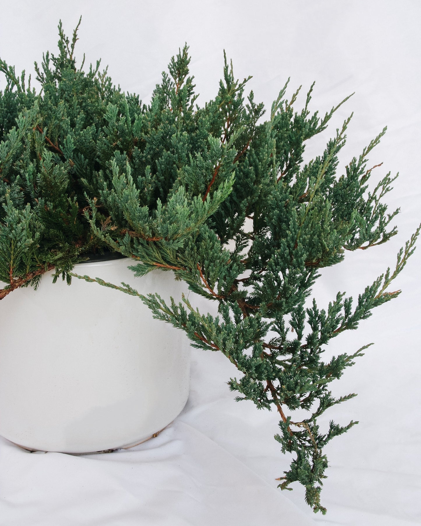 Icee Blue Creeping Juniper