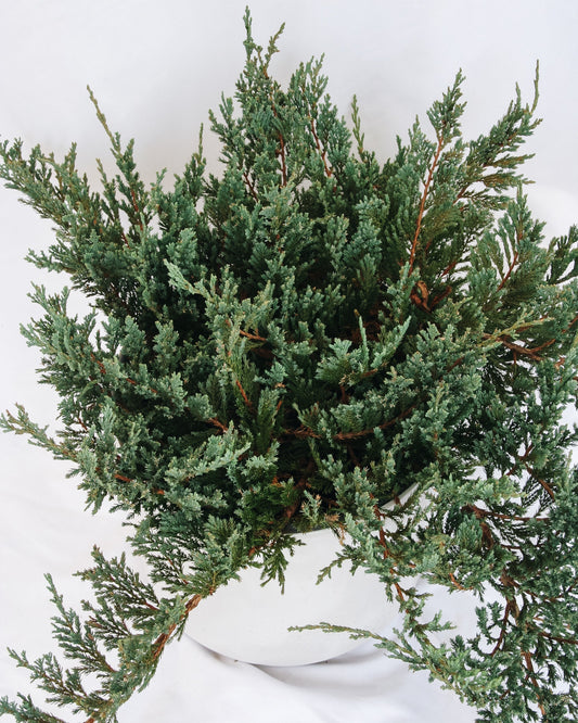 Icee Blue Creeping Juniper