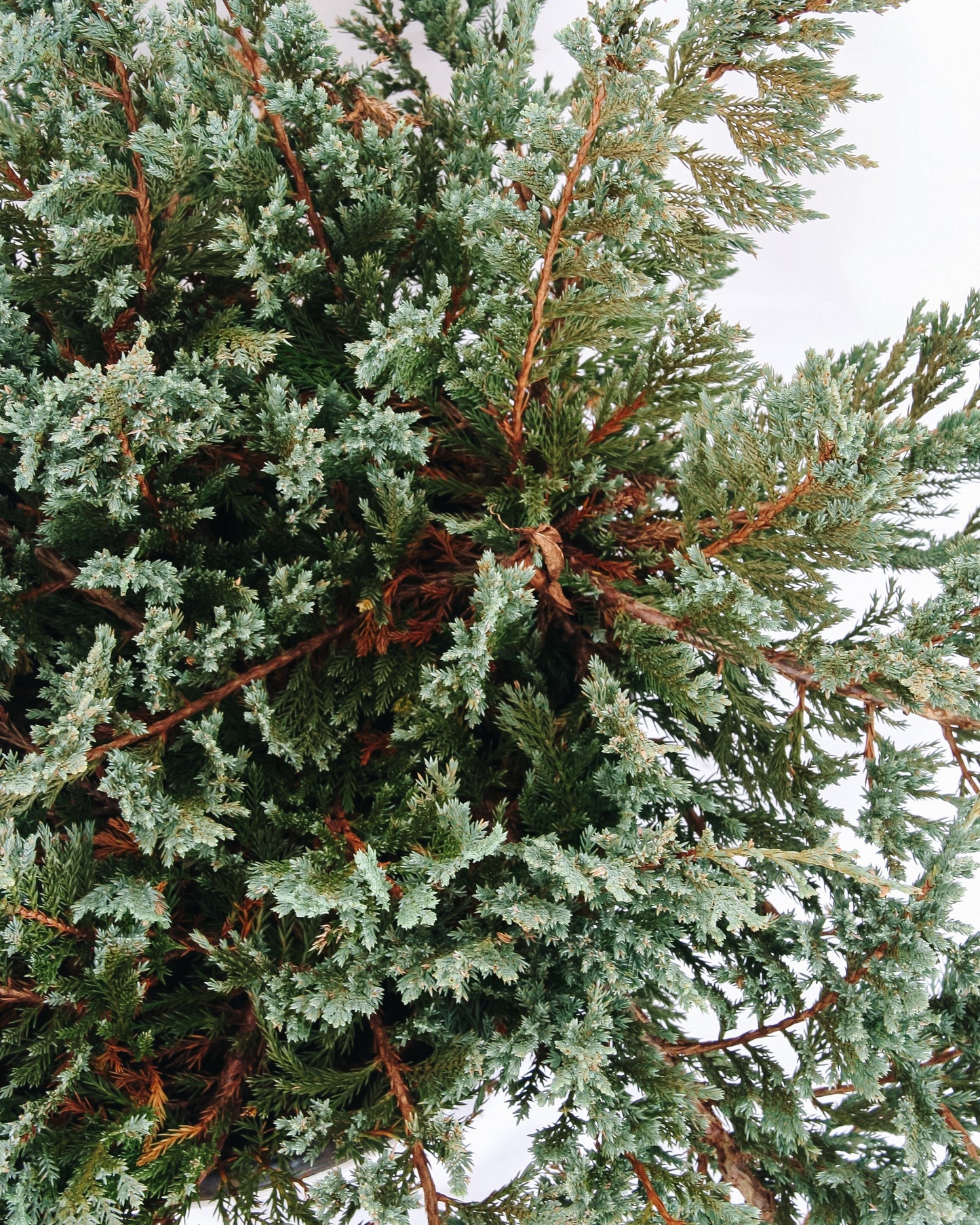 Icee Blue Creeping Juniper