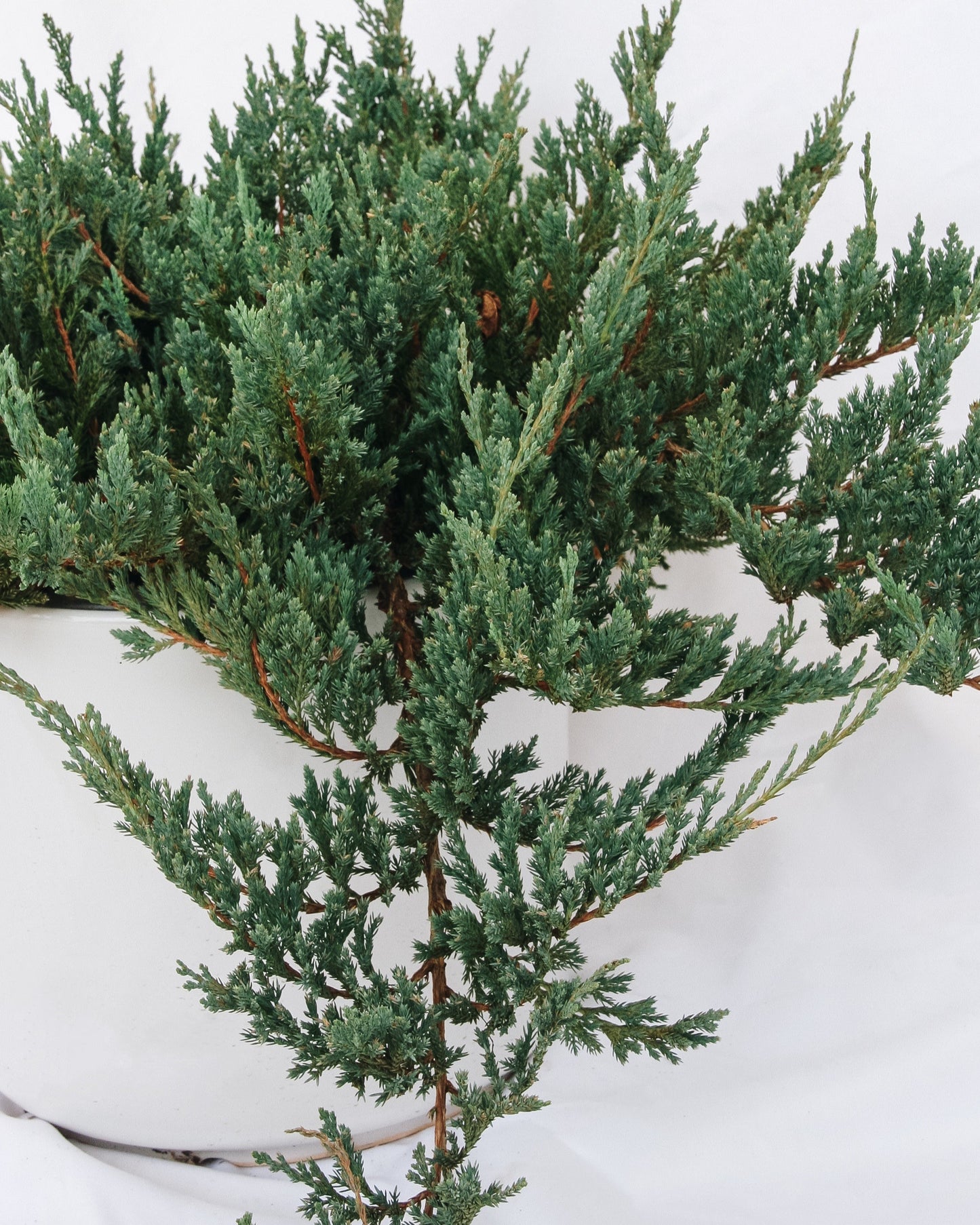 Icee Blue Creeping Juniper