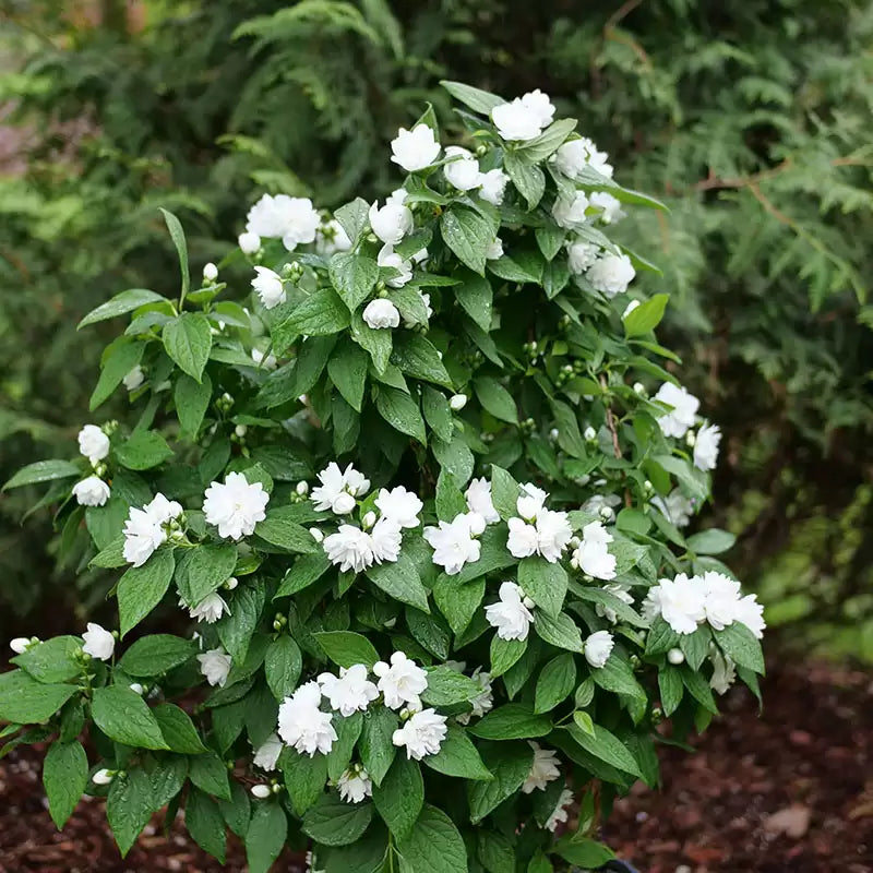 Illuminati Spice Mock orange