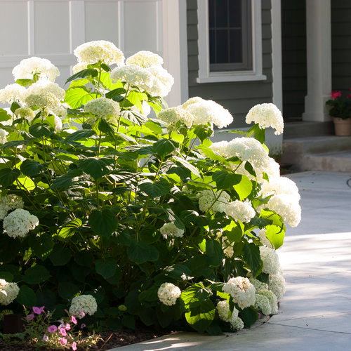 Incrediball Storm Proof Hydrangea