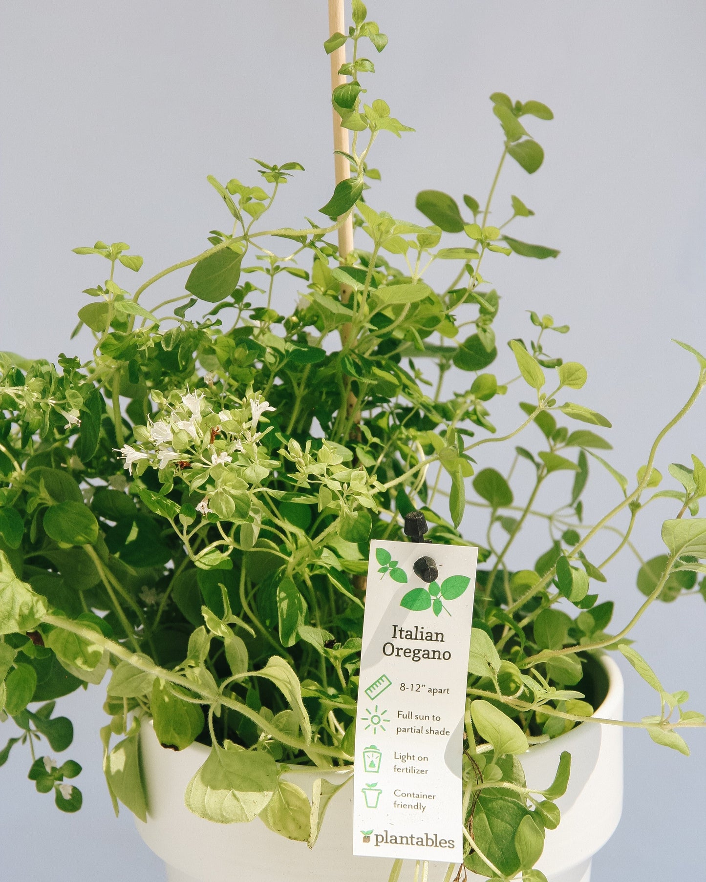 Italian Oregano