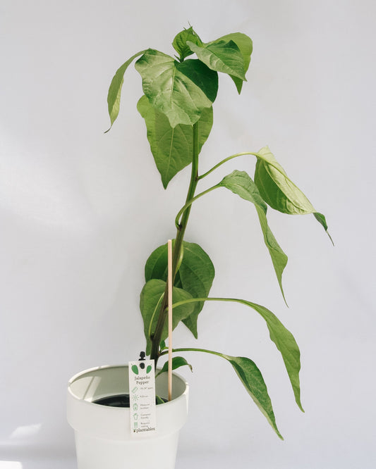 Jalapeno Pepper