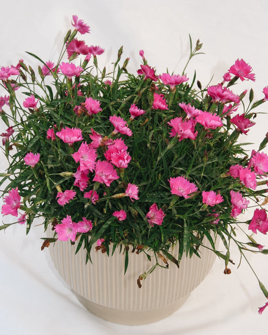 Scarlet Kahori Pinks