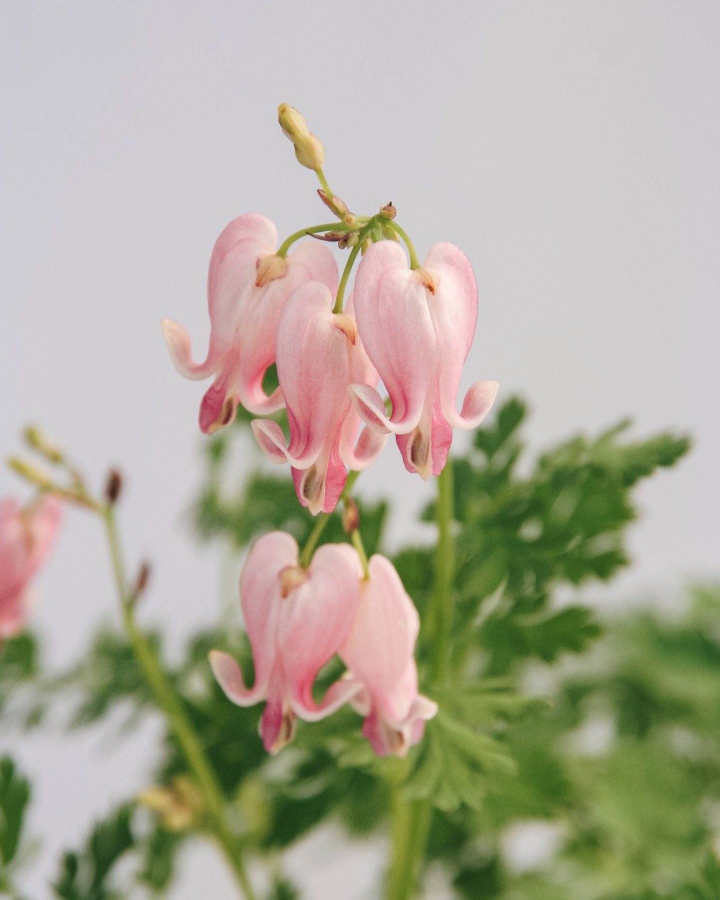 King of Hearts Bleeding Heart