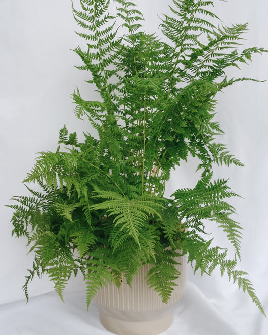 Lady Fern