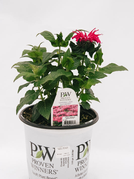 Leading Lady Razzberry Bee Balm
