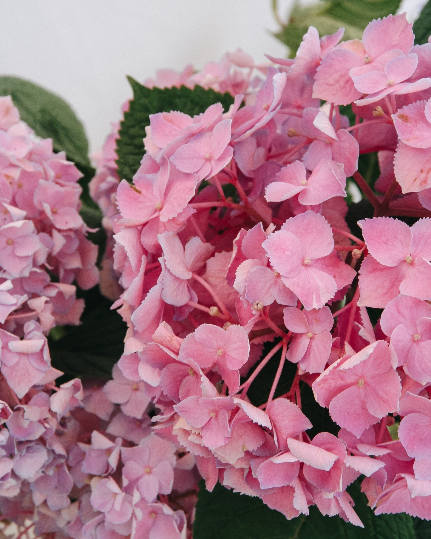 Let's Dance Sky View Reblooming Hydrangea