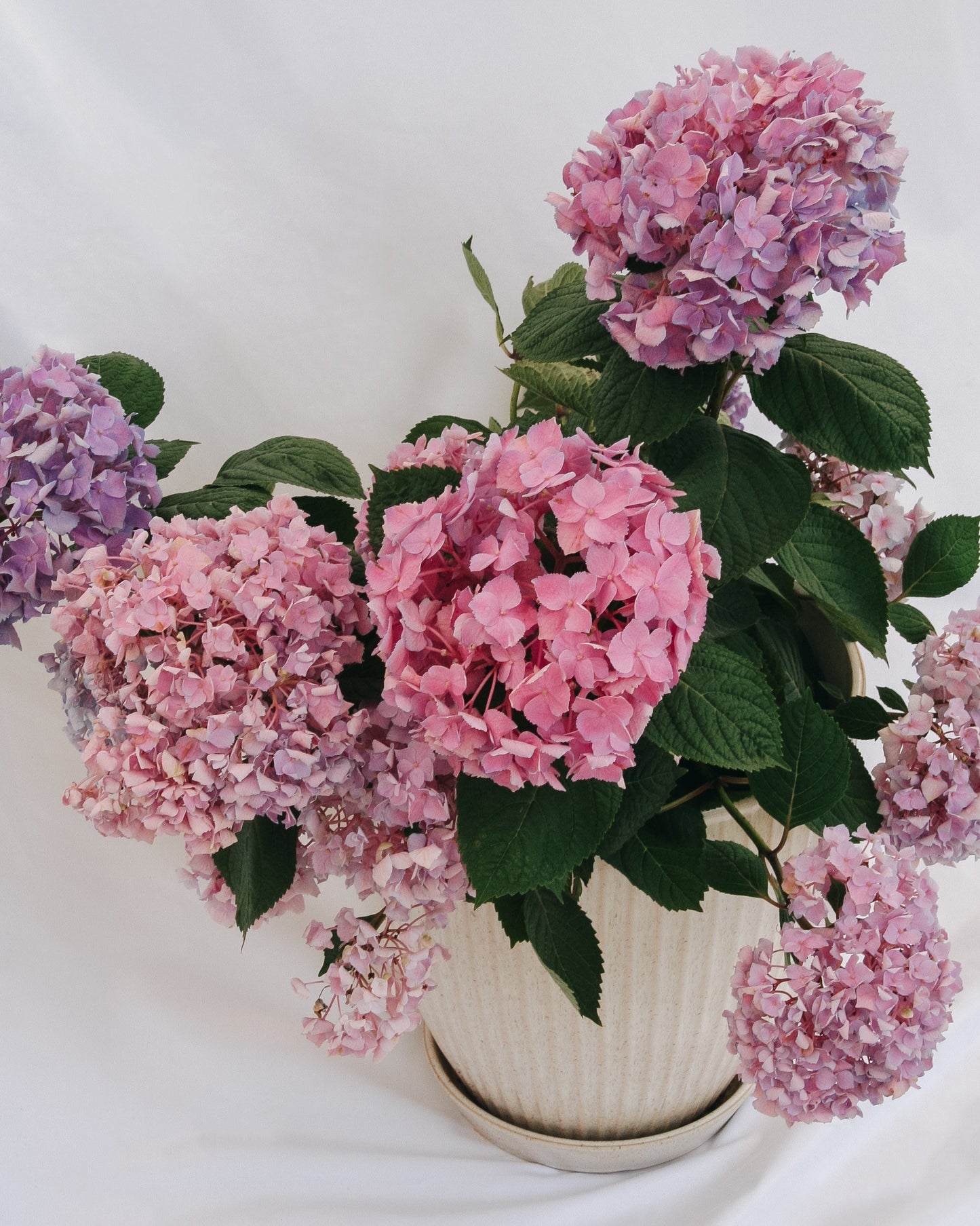 Let's Dance Sky View Reblooming Hydrangea