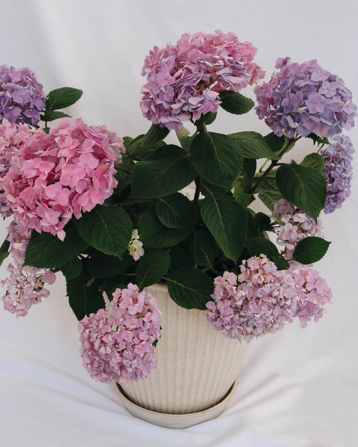 Let's Dance Sky View Reblooming Hydrangea
