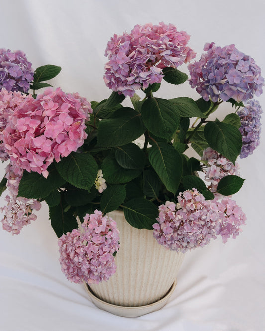 Let's Dance Sky View Reblooming Hydrangea
