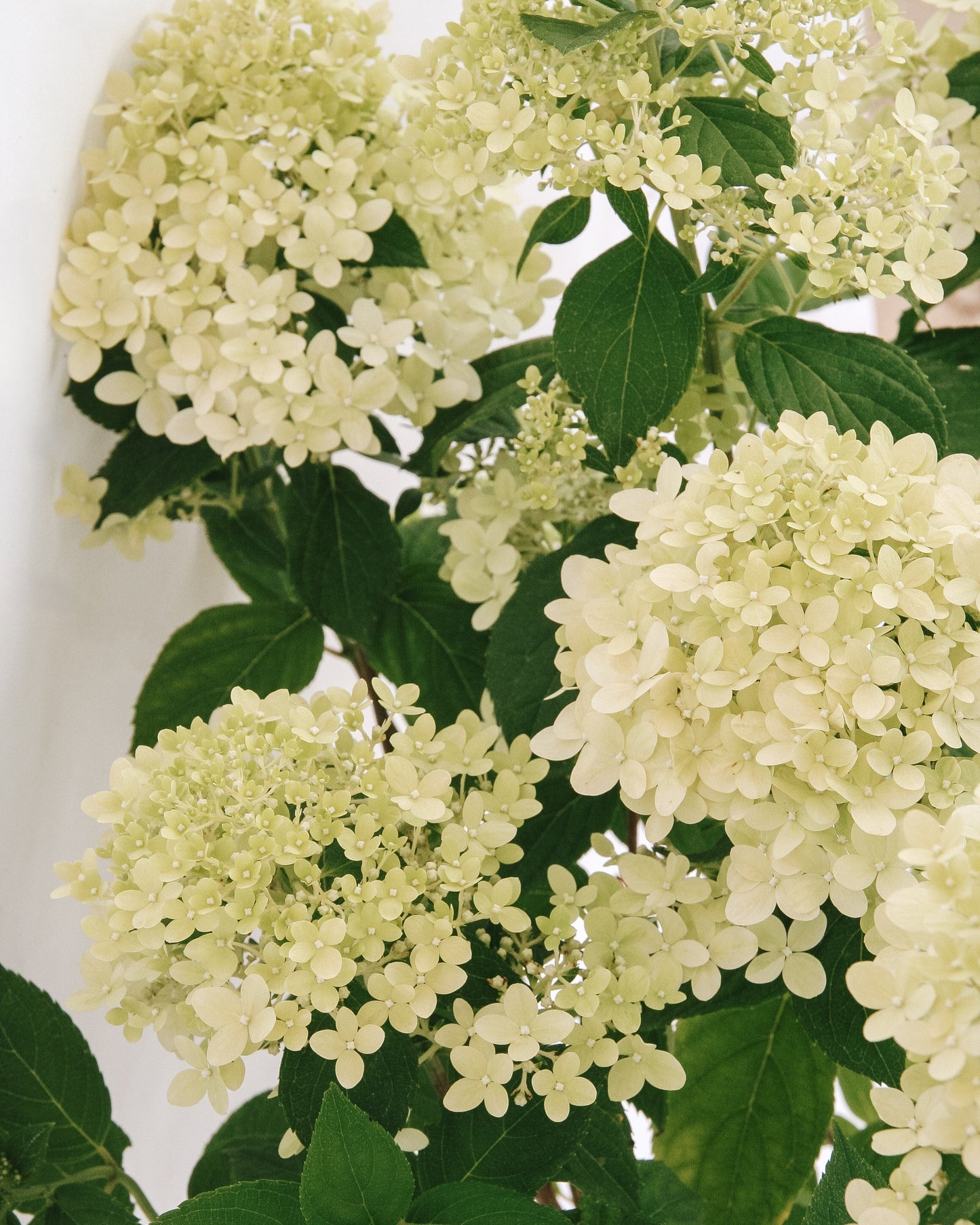 Limelight Prime  Panicle Hydrangea