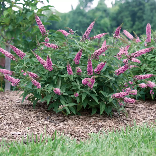 Lo & Behold  'Pink Micro Chip' Butterfly bush