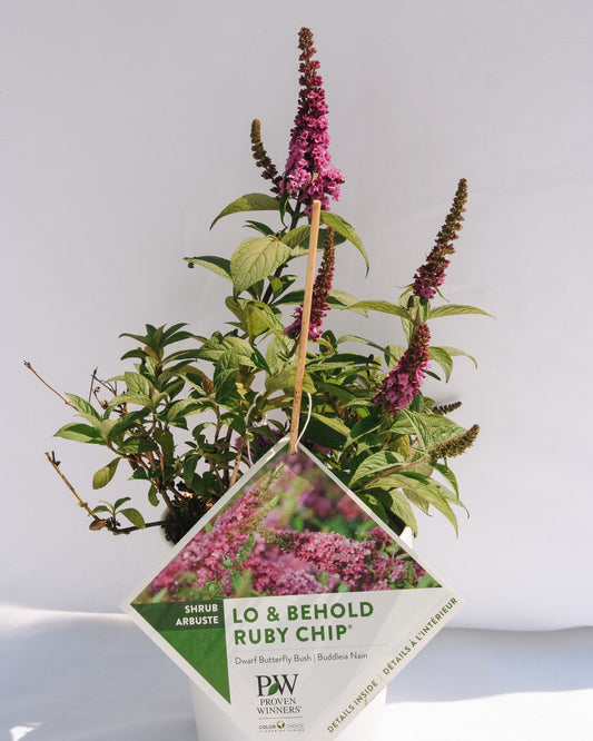 Lo & Behold Ruby Chip  Butterfly Bush