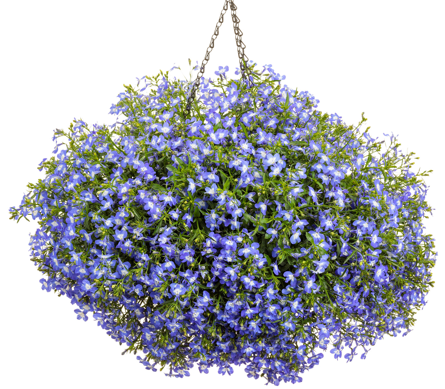 Laguna Compact Blue with Eye Lobelia