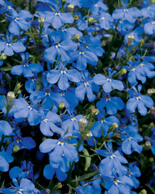 Lobelia Laguna Dark Blue