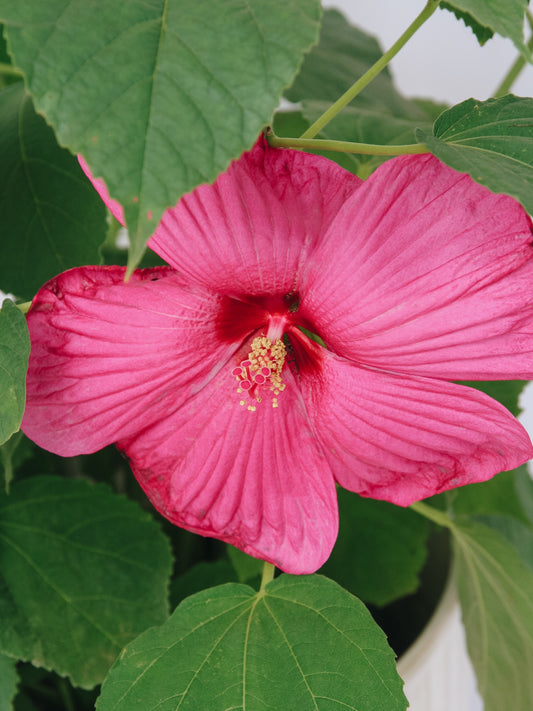 Luna Rose Rose Mallow