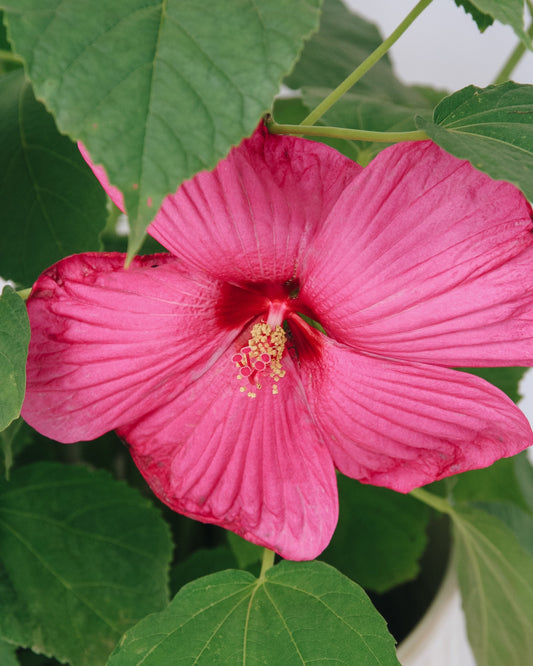 Luna Rose Rose Mallow