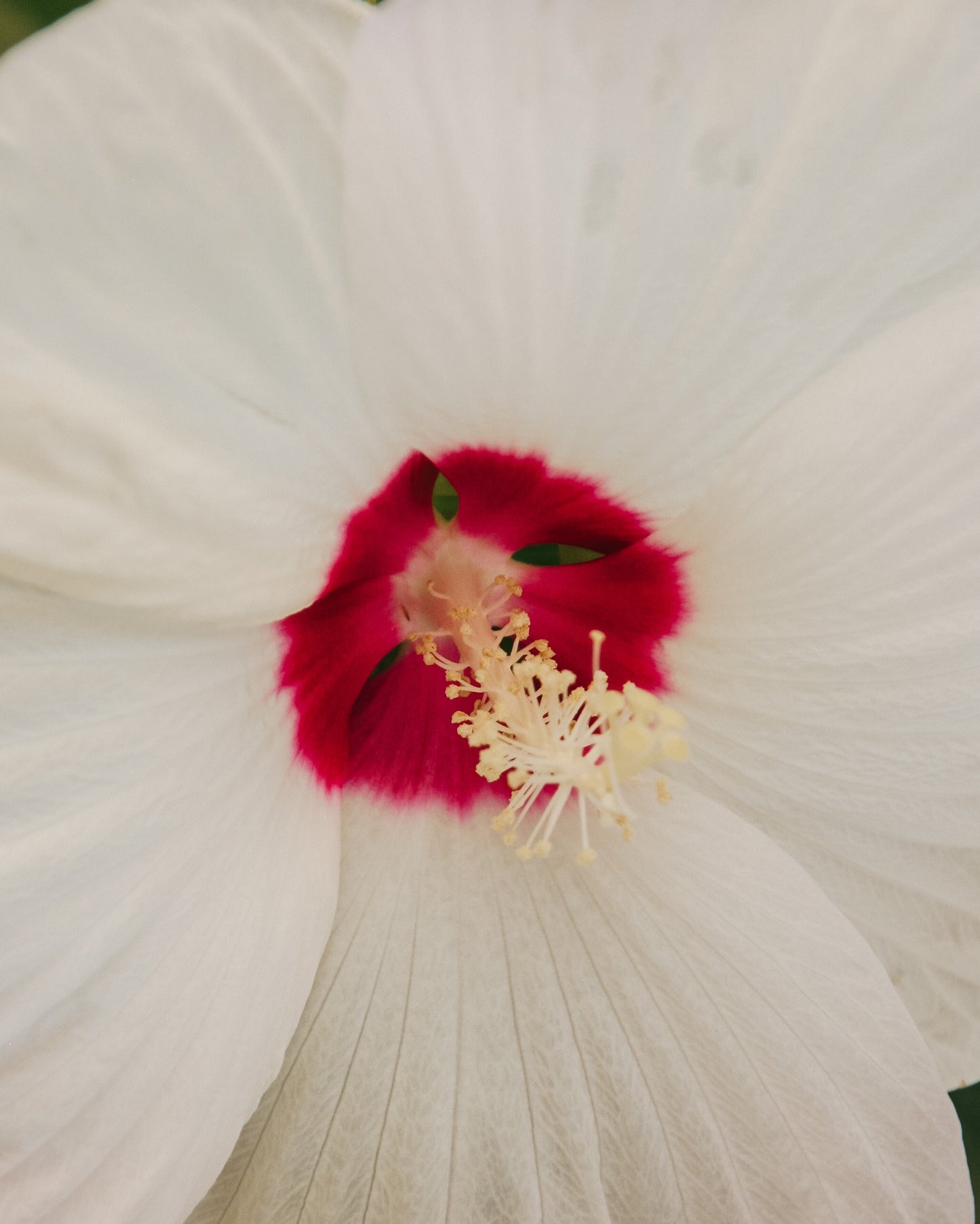 Luna White Rose Mallow