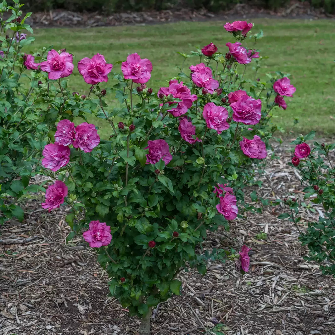 Magenta Chiffon Rose of Sharon