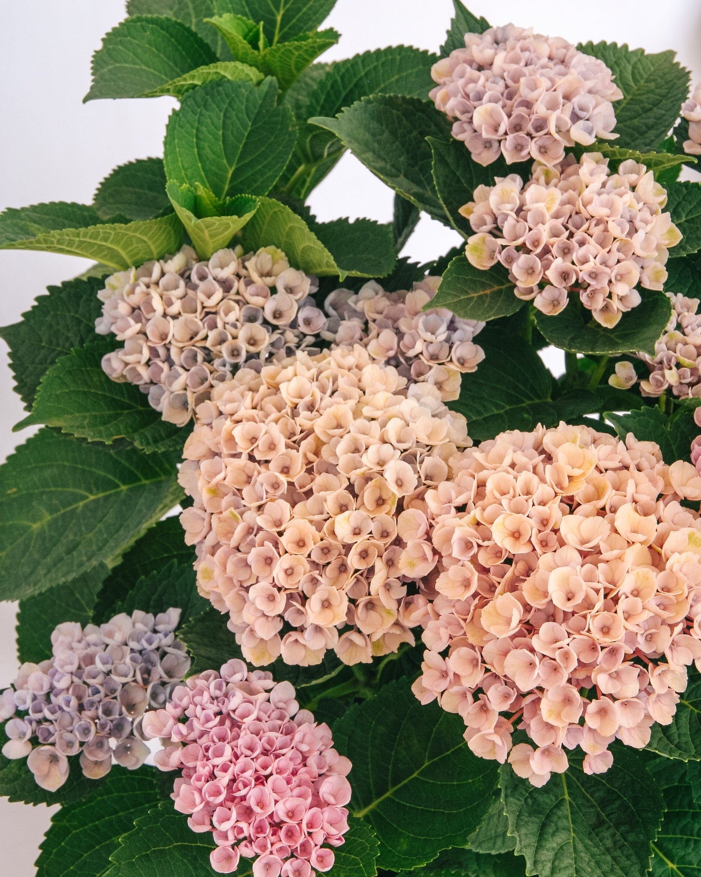 Revolution Hydrangea