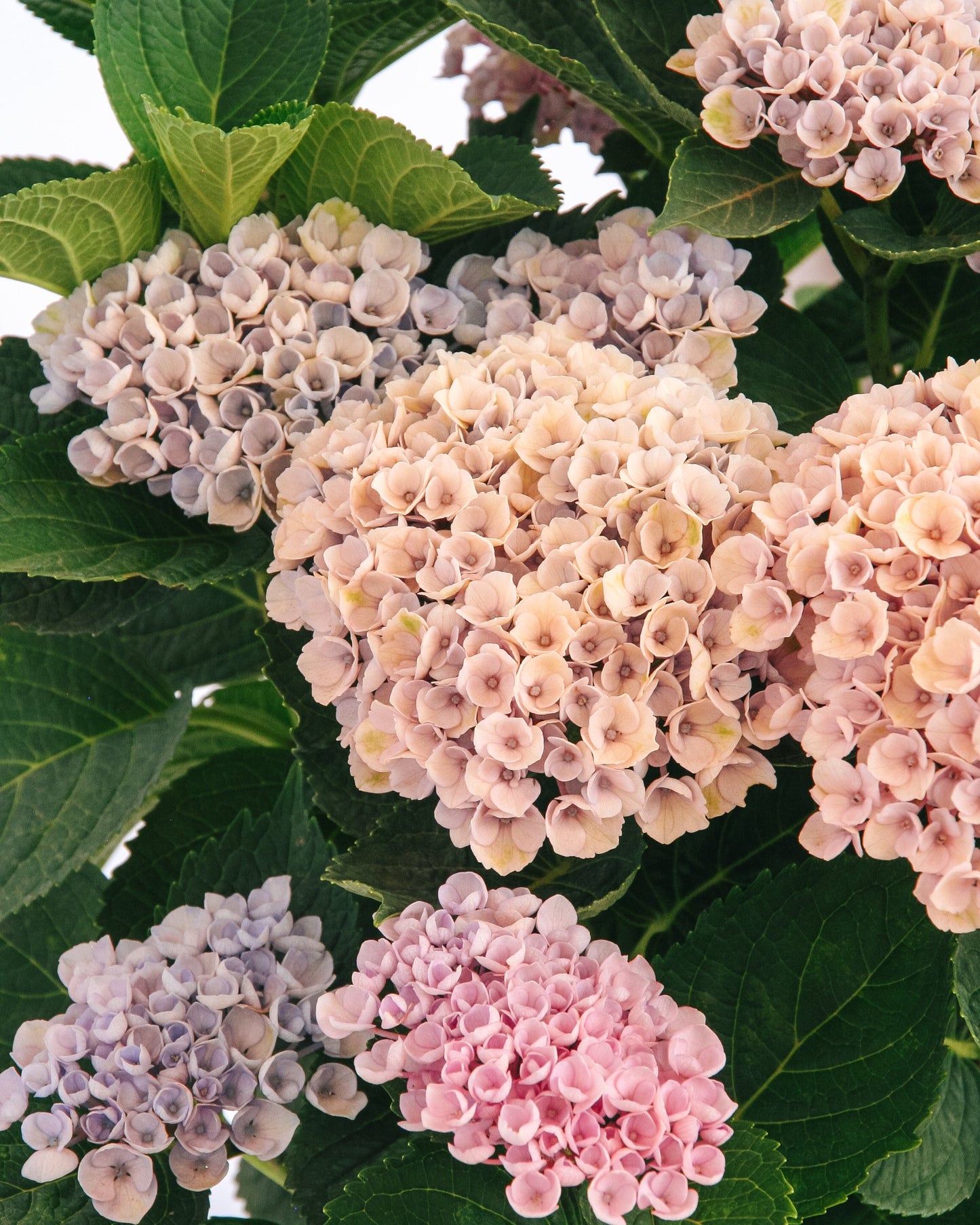 Revolution Hydrangea