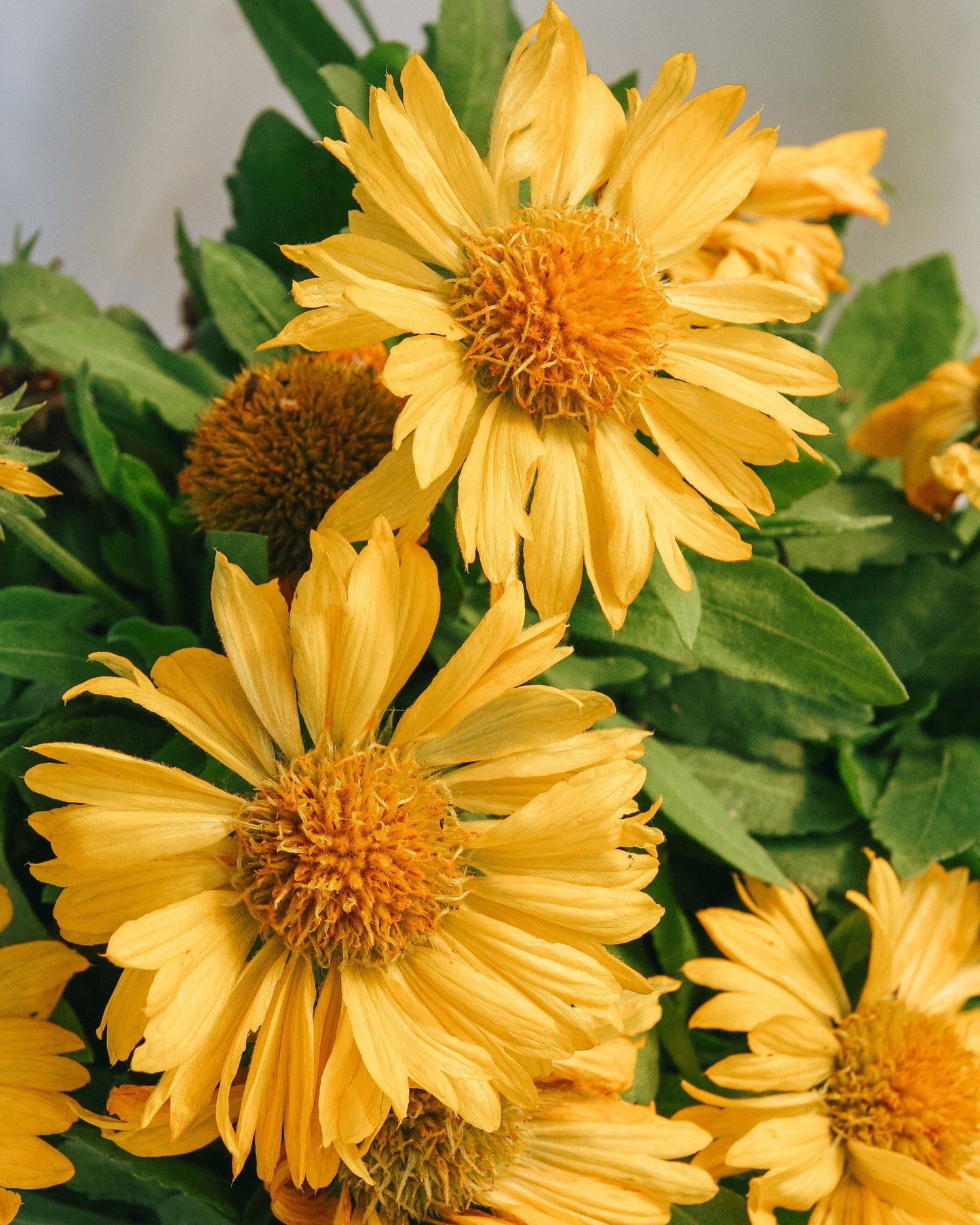 Mesa Yellow Blanket Flower