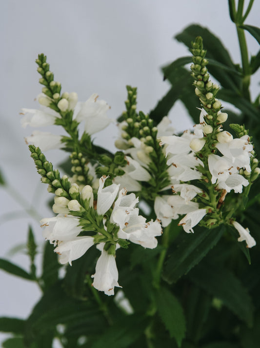 Miss Manners Obedient Plant