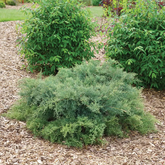 Montana Moss Juniper