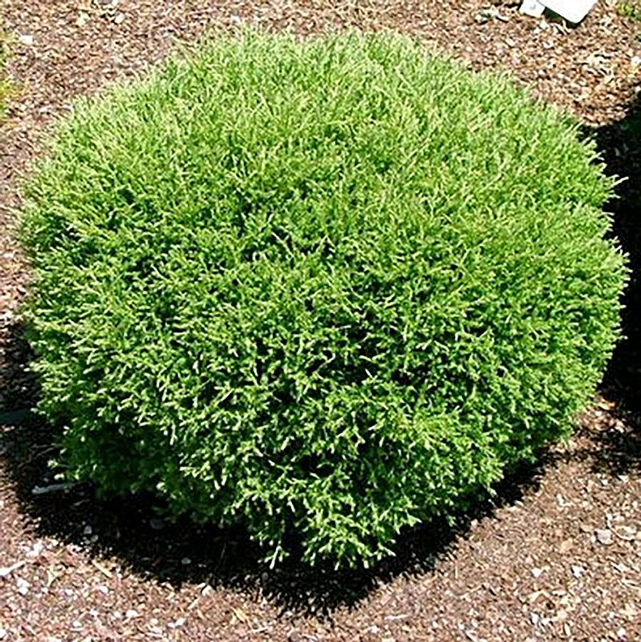 Mr. Bowling Ball Arborvitae