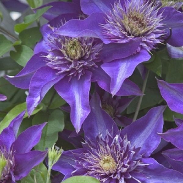Multiblue Clematis