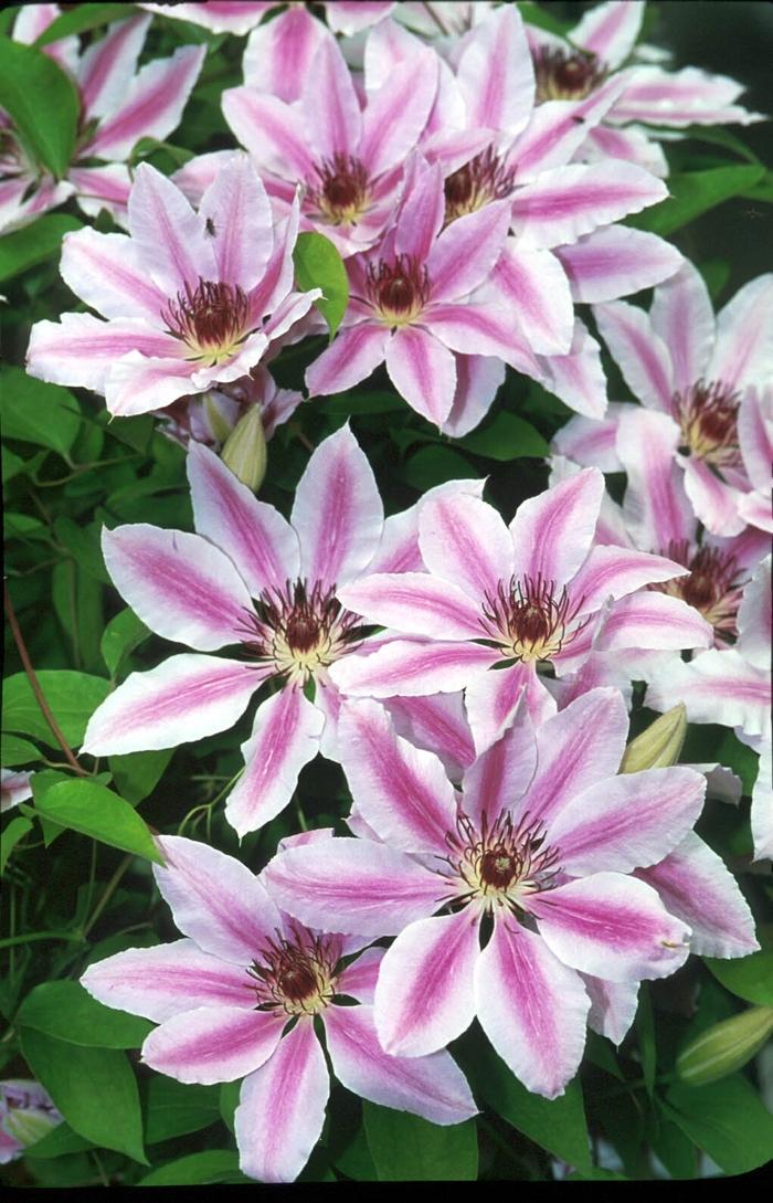 Nelly Moser Clematis