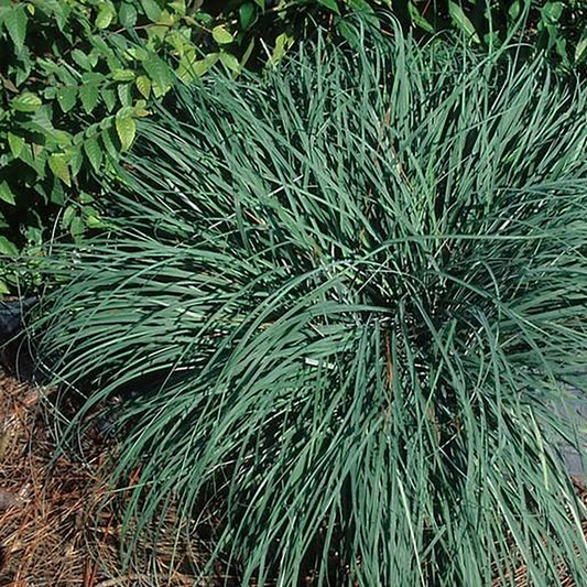 Blue Zinger Sedge 1 Gallon / 1 Plant