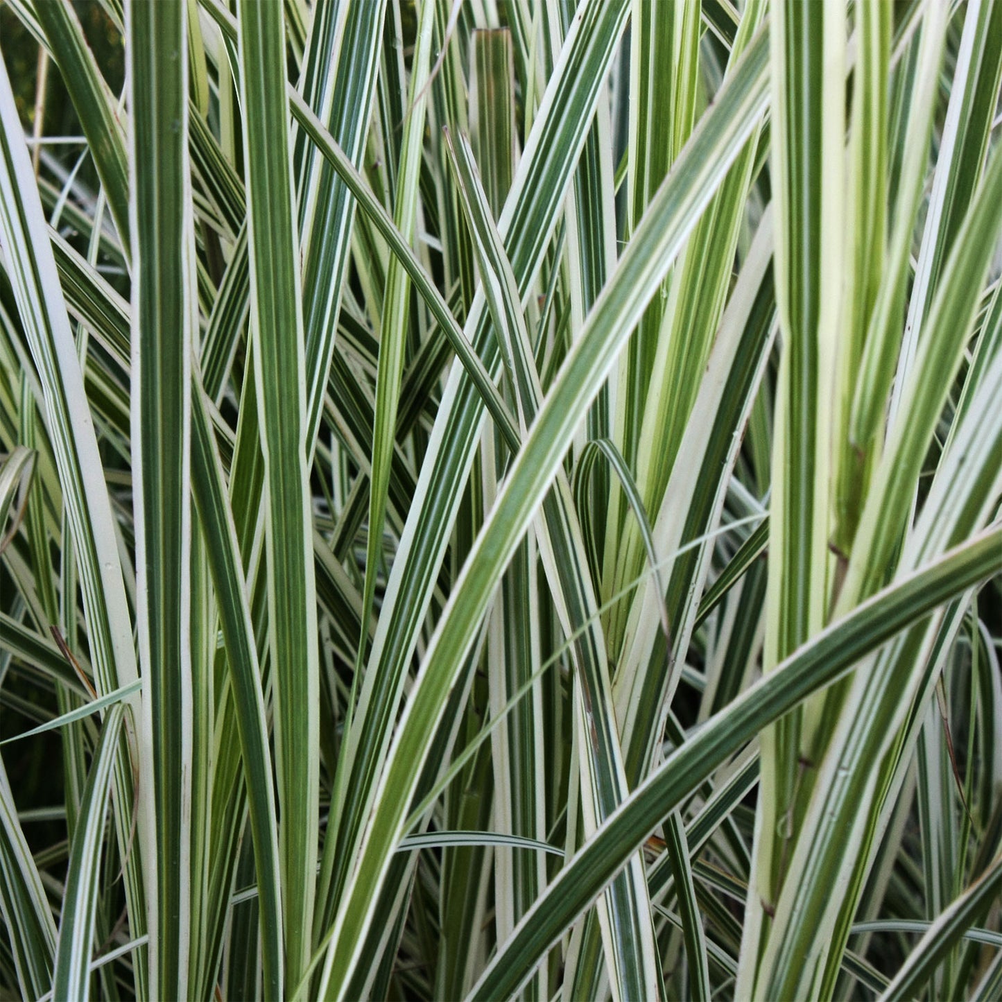 Eldorado Feather Reed Grass