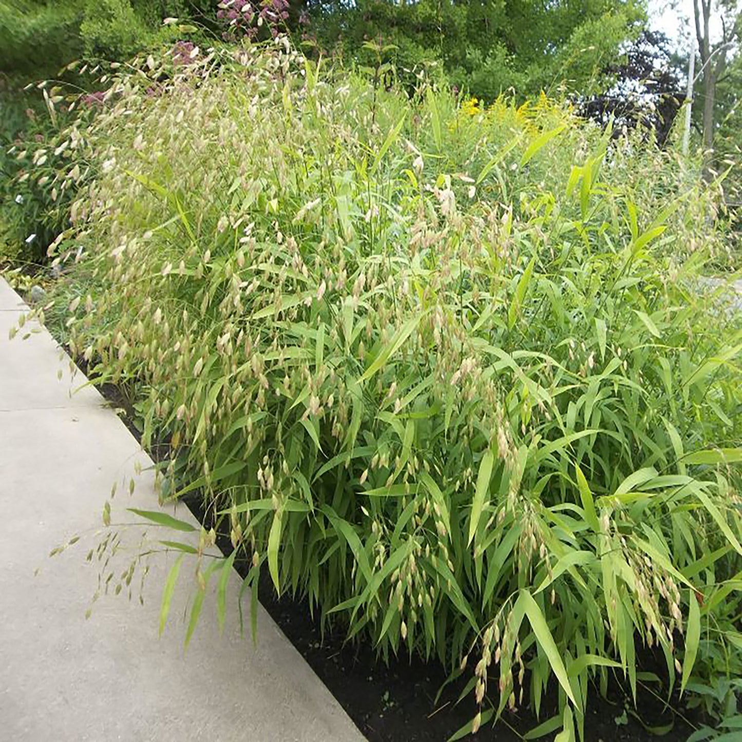 Northern Sea Oats 1 Gallon / 1 Plant