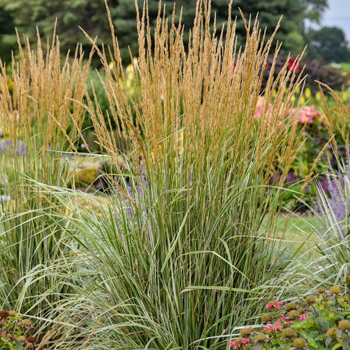 Hello Spring Feather Reed Grass 1 Gallon / 1 Plant