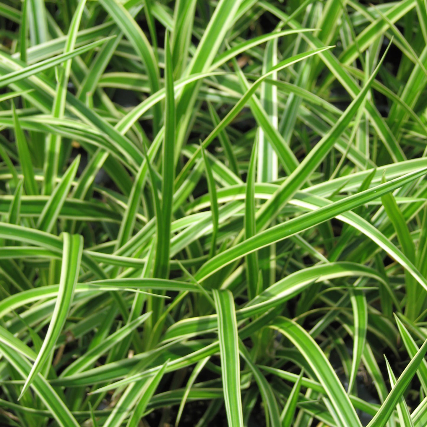 Ice Dance Sedge 1 Gallon / 1 Plant