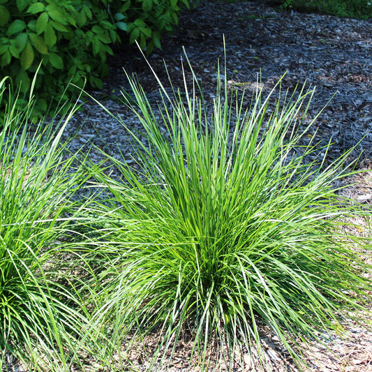 Tufted Hairgrass