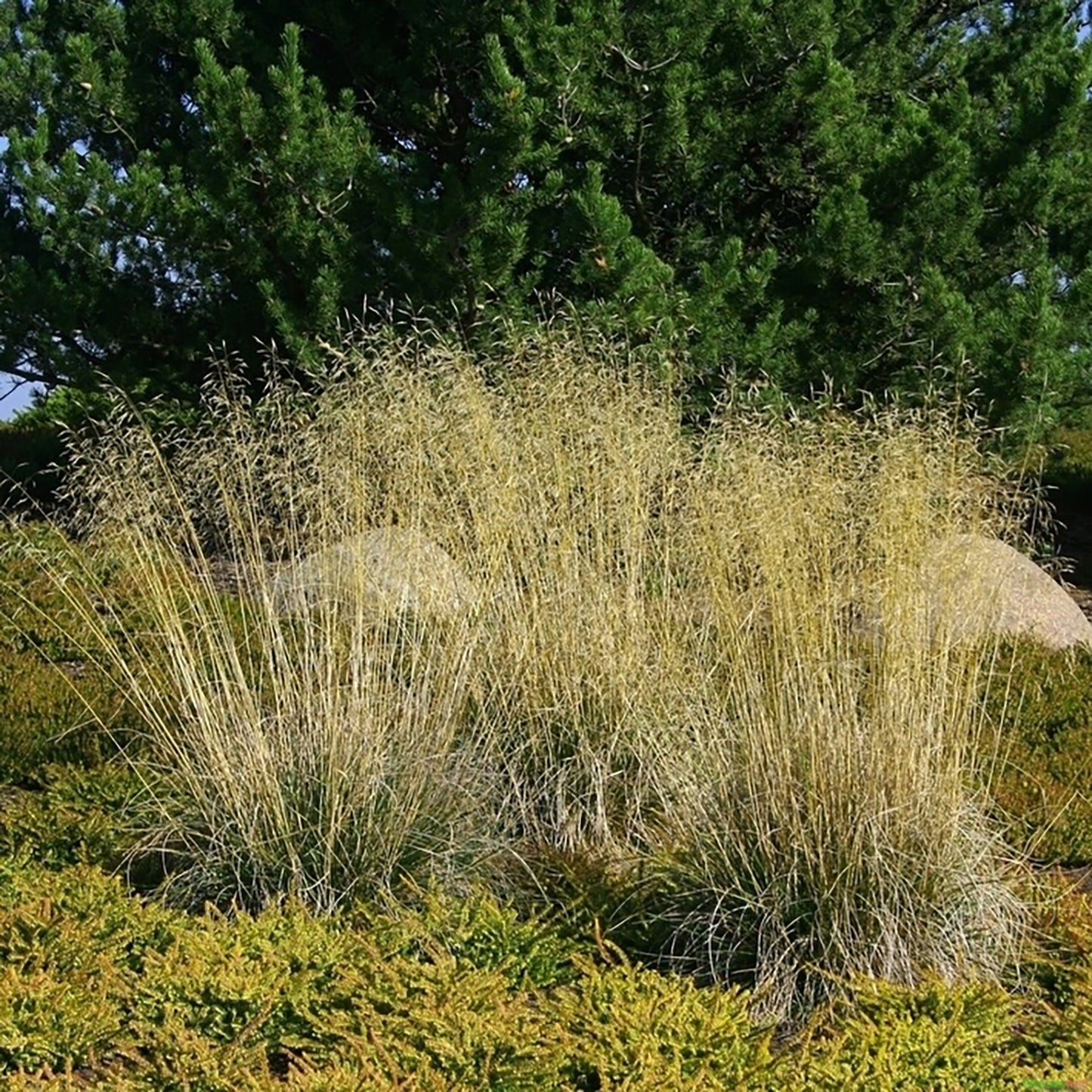 Golden Veil Tufted Hair Grass 1 Gallon / 1 Plant
