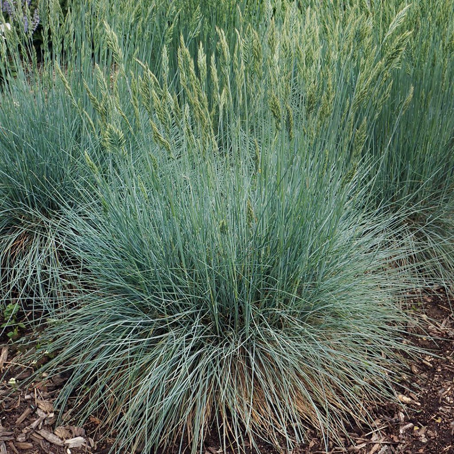 Cool as Ice Blue Fescue