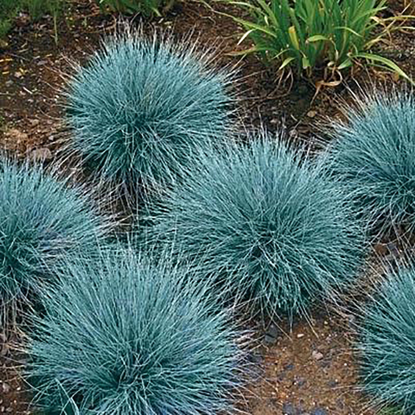 Select Blue Fescue 1 Gallon / 1 Plant