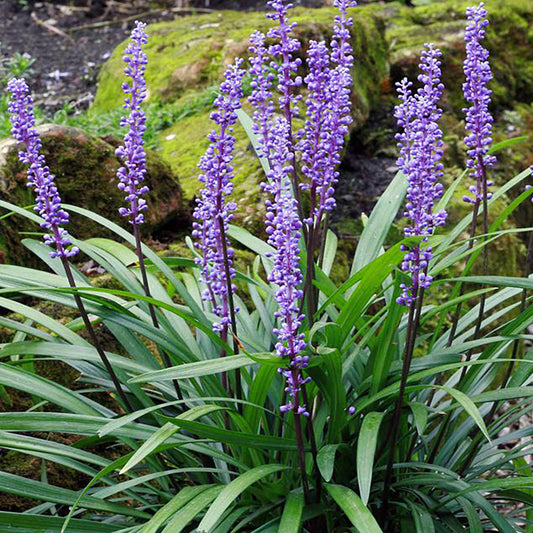 Giant Big Blue Lily Turf 1 Gallon / 1 Plant