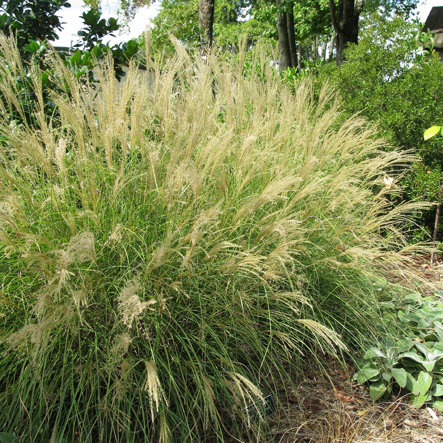 Little Kitten Maiden Grass