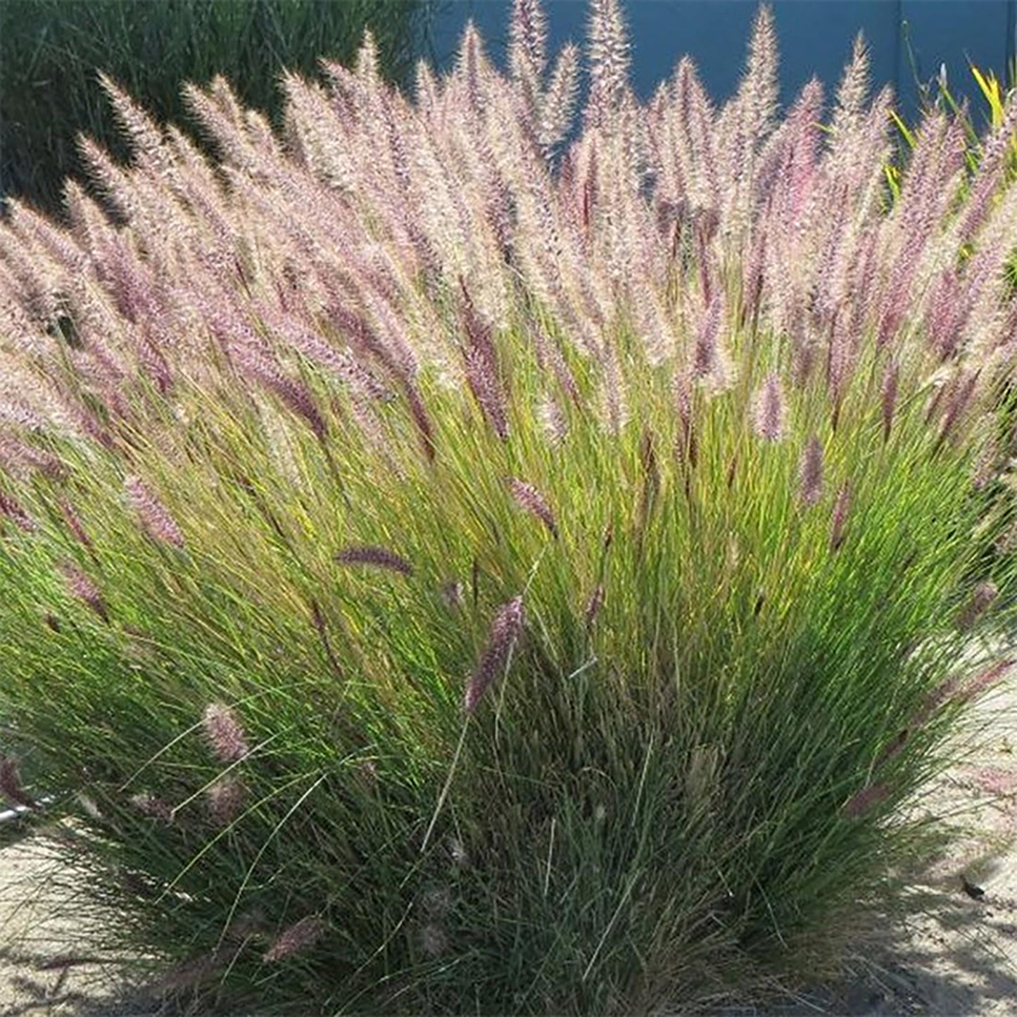 Fountain Grass