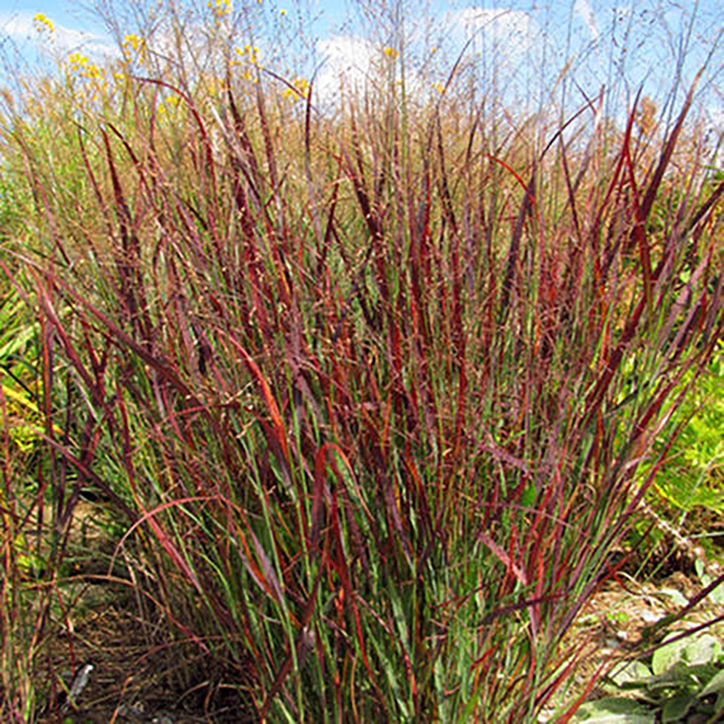 Blood Brothers Switchgrass