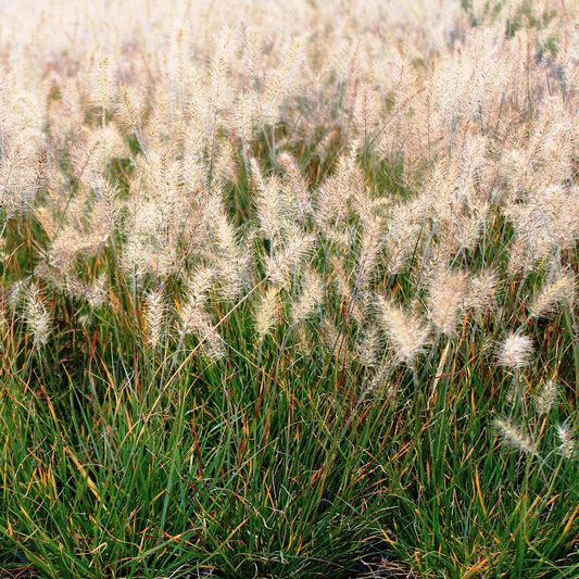 Little Bunny Fountain Grass 1 Gallon / 1 Plant