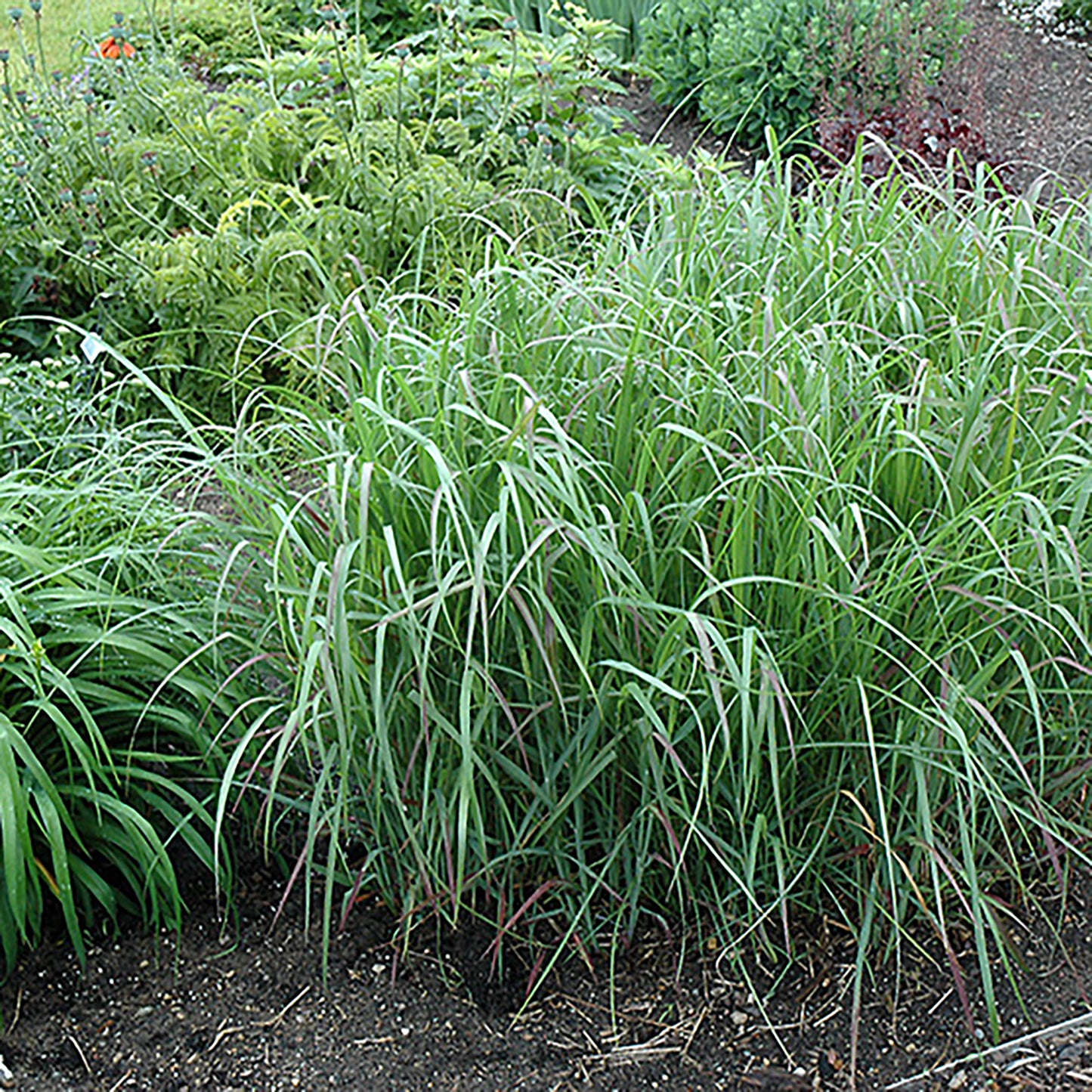 Prairie Fire Switchgrass