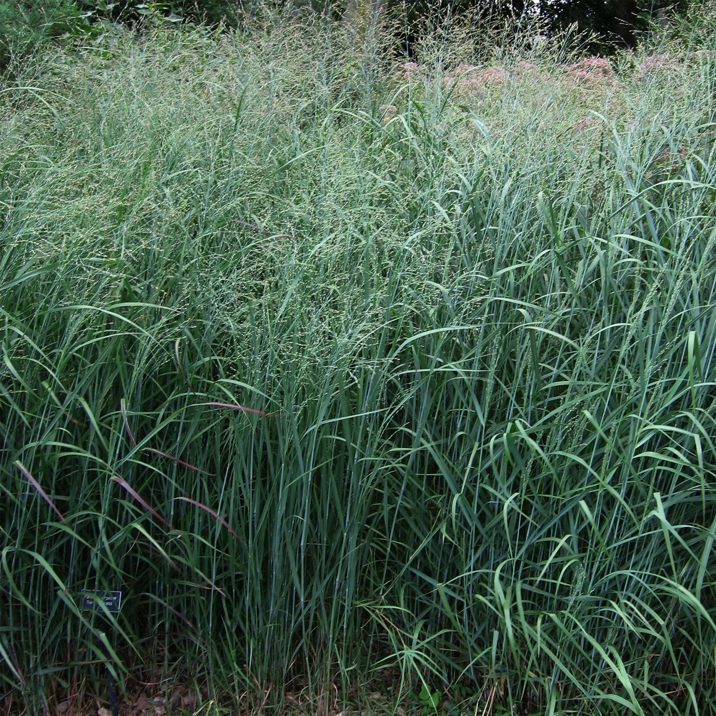 Switchgrass